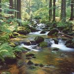 Biotope im sächsischen Wald lassen sich dank eines Online-Kartendienstes jetzt per Mausklick lokalisieren.