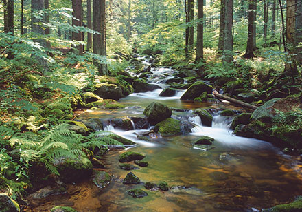 Biotope im sächsischen Wald lassen sich dank eines Online-Kartendienstes jetzt per Mausklick lokalisieren.