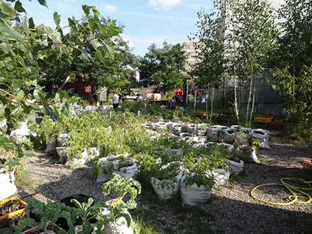 Urbaner Gartenbau in Berlin.