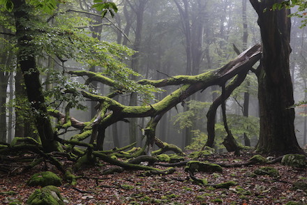 Mängel im Wald lassen sich in Rheinland-Pfalz per Smartphone melden.