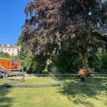 Konstanz: Auch im Erdreich rund um die Blutbuche im Stadtgarten wurden Sensoren eingebracht