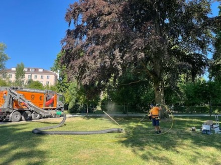 Konstanz: Auch im Erdreich rund um die Blutbuche im Stadtgarten wurden Sensoren eingebracht