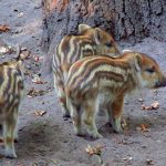 Wildtierseuchen gefährden auch Nutztierbestände. Deren Ausbreitung erfordert daher ein genaues Monitoring.