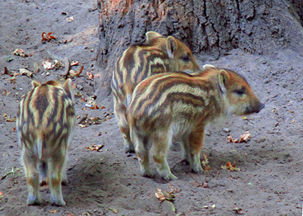 Wildtierseuchen gefährden auch Nutztierbestände. Deren Ausbreitung erfordert daher ein genaues Monitoring.