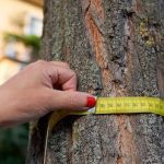 Frankfurt am Main: Ab einem bestimmten Stammumfang darf ein Baum nur mit Genehmigung der Unteren Naturschutzbehörde gefällt werden.