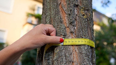 Frankfurt am Main: Ab einem bestimmten Stammumfang darf ein Baum nur mit Genehmigung der Unteren Naturschutzbehörde gefällt werden.