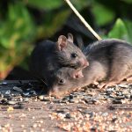 Die Entsorgungsbetriebe Stadt Konstanz erproben in einem Smart-Green-City-Projekt ein digital gestütztes Verfahren zur Bekämpfung von Ratten im öffentlichen Raum.