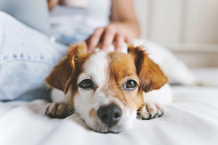 Die An- und Abmeldung von Hunden ist in Frankfurt am Main jetzt auf elektronischem Wege möglich.