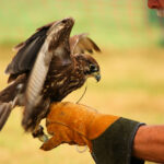 Falkner mit Turmfalke