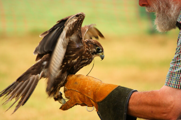 Falkner mit Turmfalke